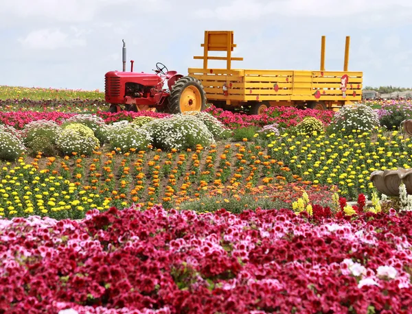 stock image Flower fields