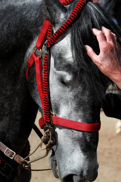 Cavalo garanhão — Fotografia de Stock