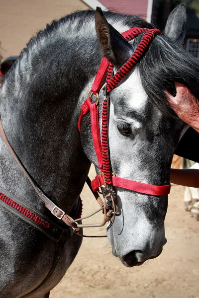 Un cavallo stallone — Foto Stock