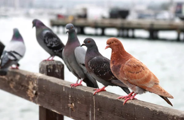 stock image Pigeons in row