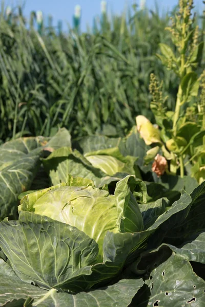 Stock image Cabbage plant