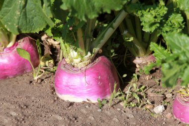 Turnip plant clipart