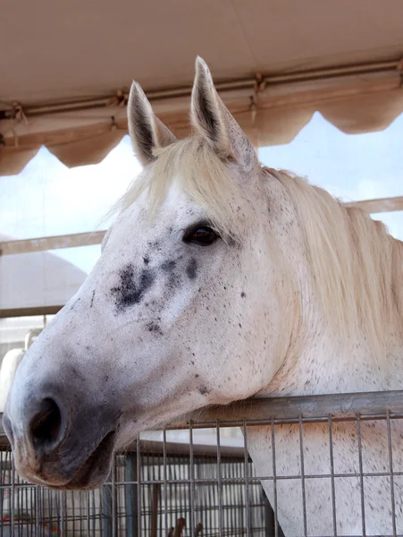 Stallion horse — Stock Photo, Image