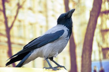 Bird crow close-up clipart