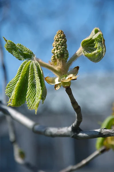 Весняний каштановий бутон з молодим листям ізольовано на блакитному небі — стокове фото