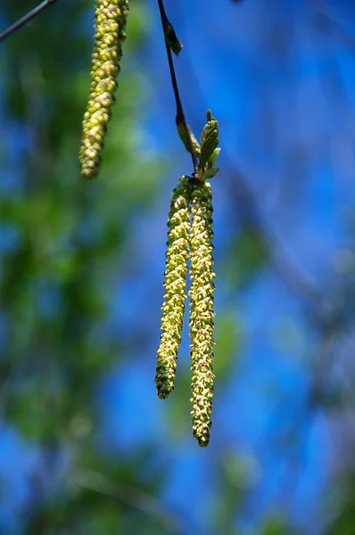 春季新鲜桦木芽 — 图库照片