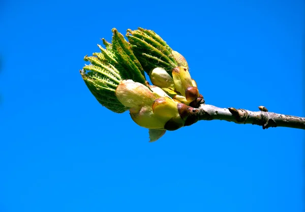 젊은 잎이 푸른 하늘에 고립 된 밤나무 봄 새싹 — 스톡 사진