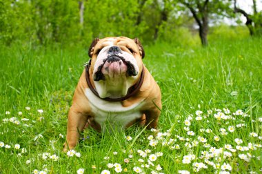 İngilizce Bulldog