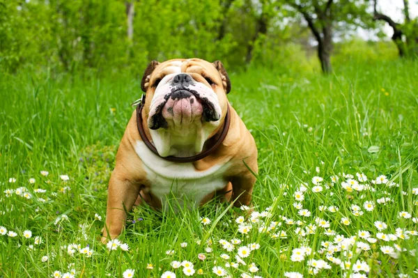 ภาษาอังกฤษ bulldog — ภาพถ่ายสต็อก