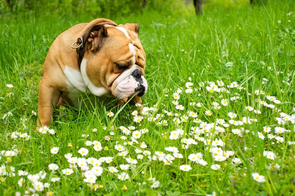 ภาษาอังกฤษ bulldog — ภาพถ่ายสต็อก