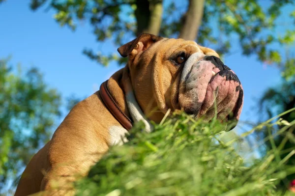 Bulldog inglese — Foto Stock