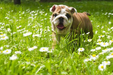 İngilizce bulldog yavrusu