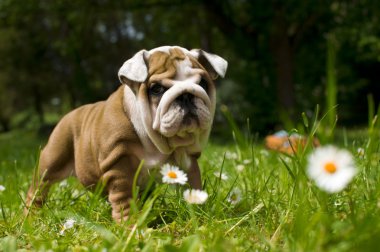 İngilizce bulldog yavrusu