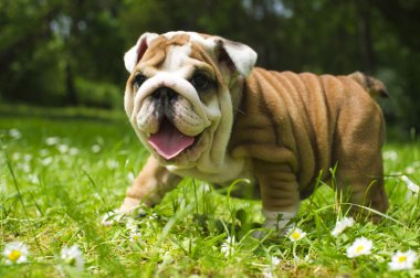 İngilizce bulldog yavrusu