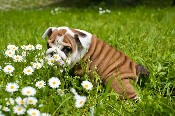 English Bulldog puppy — Stock Photo, Image