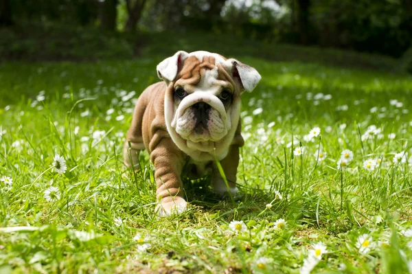 ลูกสุนัขบูลด็อกอังกฤษ — ภาพถ่ายสต็อก