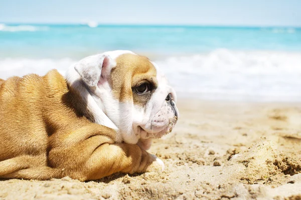 Cachorrinho Bulldog Inglês no mar — Fotografia de Stock