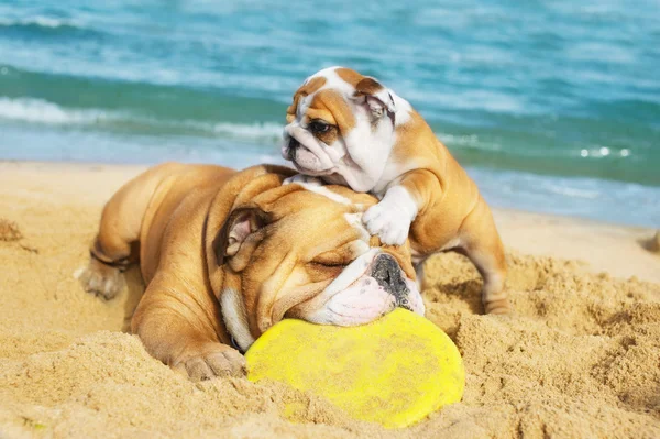 Englische Bulldoggen spielen am Strand — Stockfoto