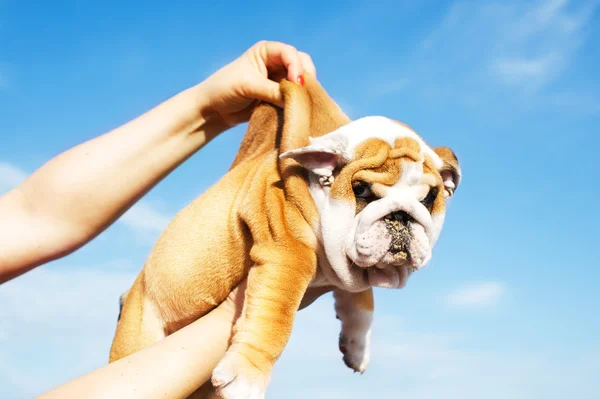 Holding English Bulldog puppy — Stock Photo, Image