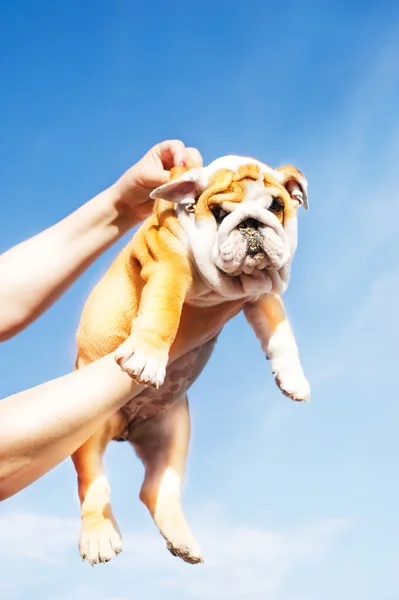 Holding English Bulldog puppy — Stock Photo, Image