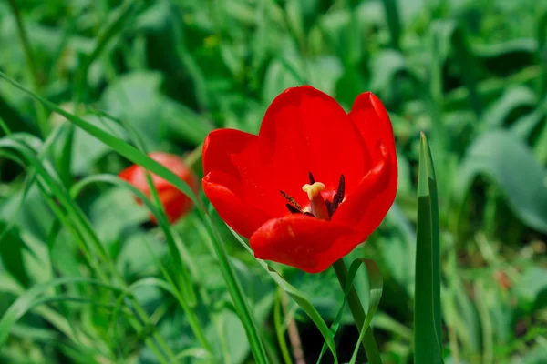 stock image Red tulip