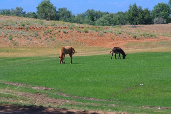 Лошадь и осёл — стоковое фото