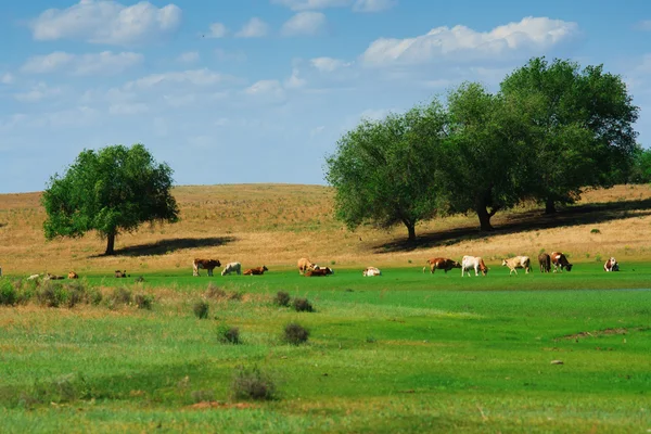 Las vacas en el pastoreo —  Fotos de Stock