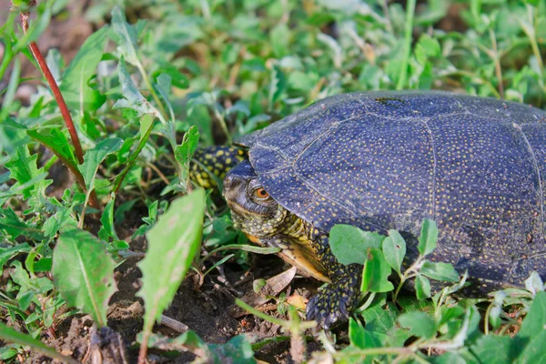 Schildkröte auf dem grünen Gras — Stockfoto