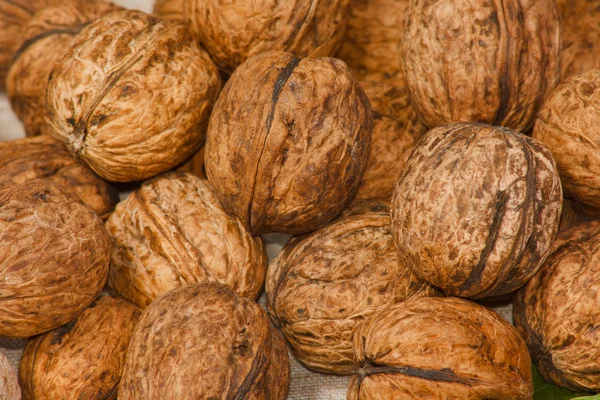 De vele Beloetsji noten — Stockfoto