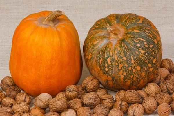 The pumpkin and nuts from kitchen garden — Stock Photo, Image