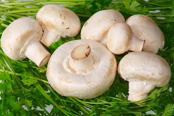 The raw champignons with fresh greens — Stock Photo, Image