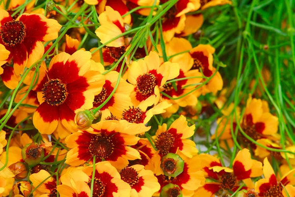 stock image The still-life with nice orange summer flowers