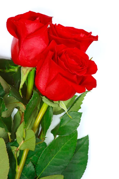 Las tres hermosas rosas rojas frescas — Foto de Stock