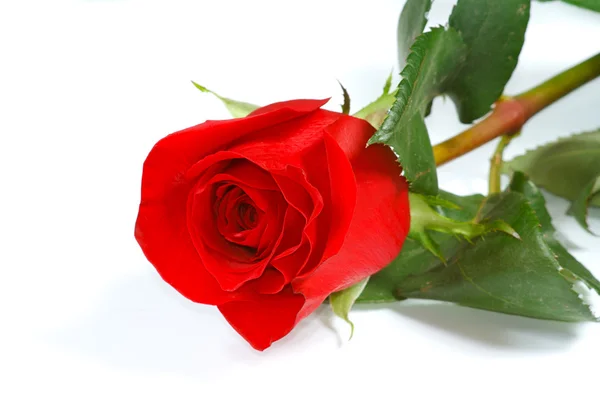 La bella rosa rossa fresca — Foto Stock