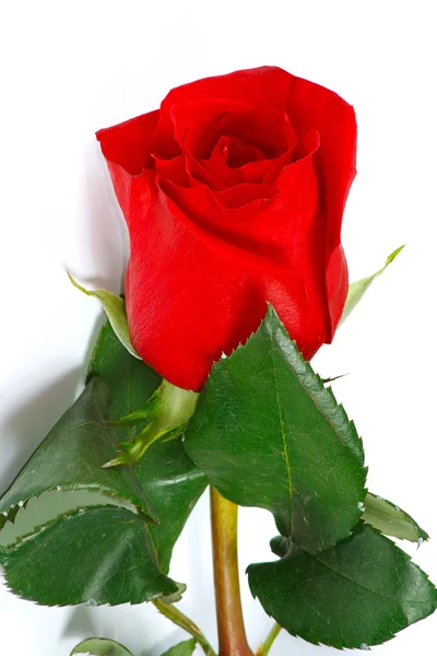 La bella rosa rossa — Foto Stock