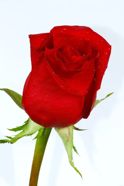 La bella rosa rossa con gocce — Foto Stock