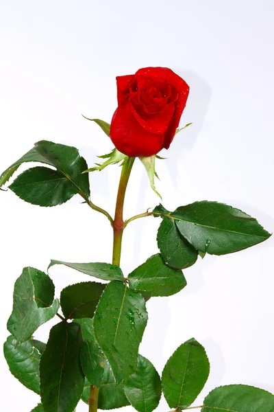 La bella rosa rossa con gocce — Foto Stock