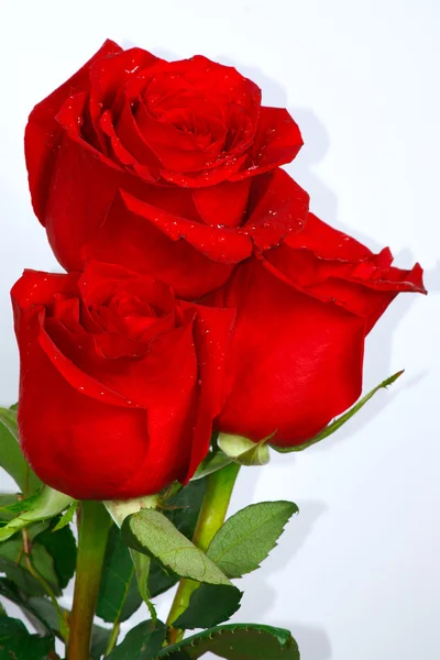 Las hermosas rosas rojas con gotas — Foto de Stock