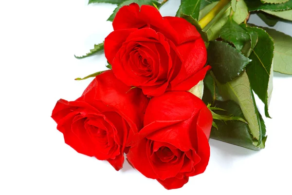A három gyönyörű friss piros rózsák Stock Kép