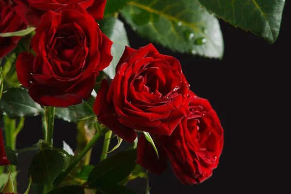 Il bouquet rose rosse — Foto Stock