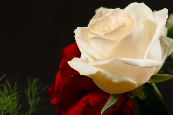 Las rosas rojas y cremosas — Foto de Stock