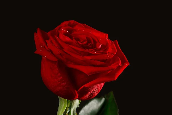 滴と暗い赤いバラ ストック写真