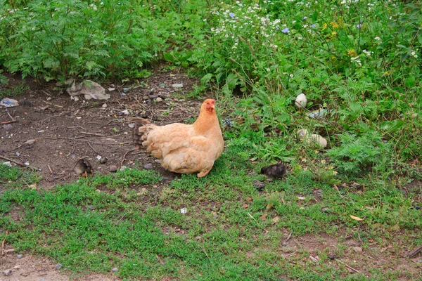 Kura i mały kurczak na łące — Zdjęcie stockowe