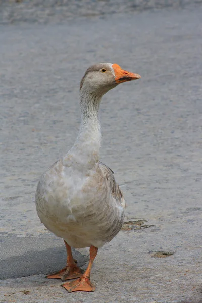 The beautiful goose on country barnyard — Stock Photo, Image
