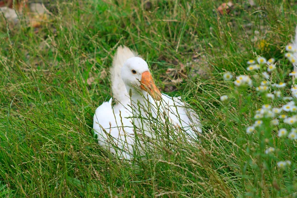 The beautiful duck on country barnyard — Stock Photo, Image