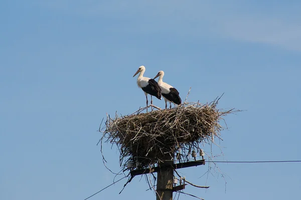 Pair of white storks in nest — Stock Photo, Image