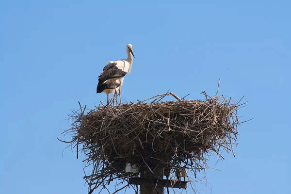 stock image Pair of white storks in nest