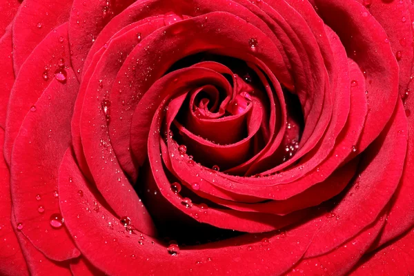 Rose mit Wassertropfen — Stockfoto