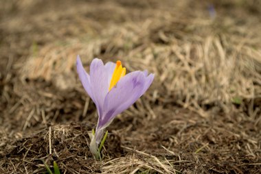 Crocus flower clipart