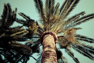 Palm trees vintage photo clipart